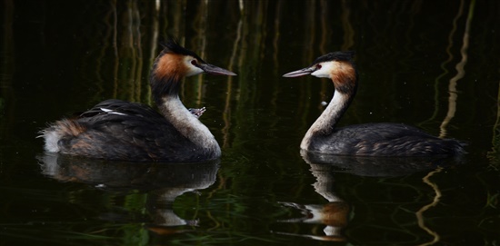 Great Crested Grebes