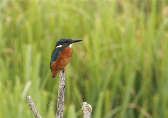 Kingfisher