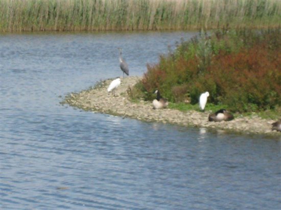 Little Egrets and Grey Heron