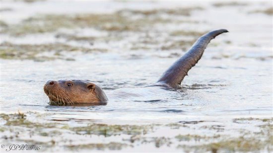 Otter on Radipole Lake