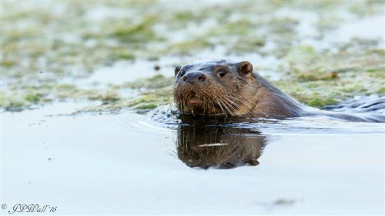 Otter on Radipole Lake