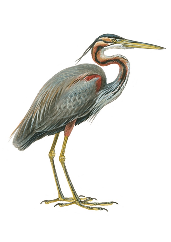 Purple Heron