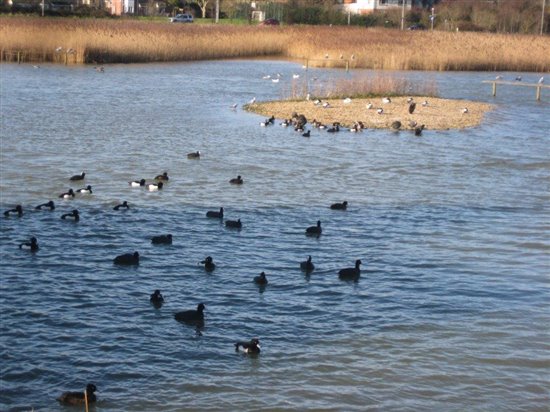 Radipole Lake Ducks