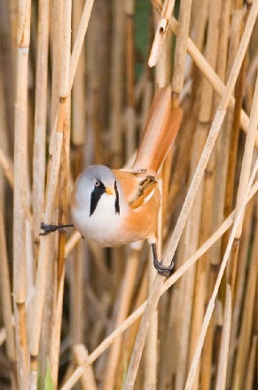 Bearded Tit