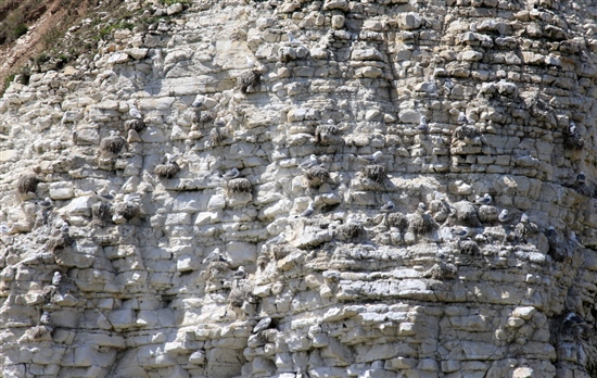 Kittiwakes nesting at Flamborough Head. Photo courtesy of Guy Anderson.