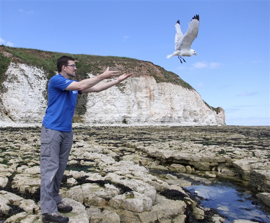 Releasing a kittiwake after tagging. Photo courtesy of Dave Aitken.