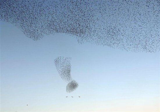 Starlings at Conwy (Stephen Whitfield)