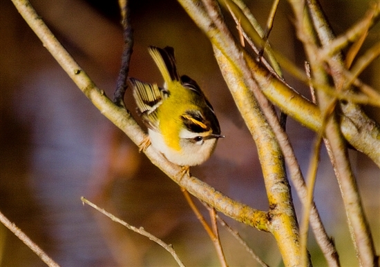 Firecrest (Keith Webster)