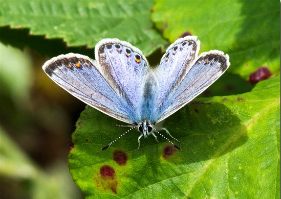 Common blue (Brian Mottershead)