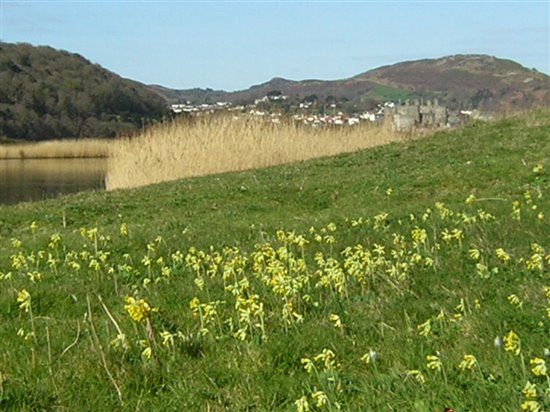 Cowslips (Colin Metcalfe)