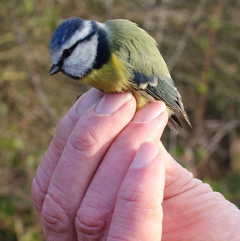 Blue tit