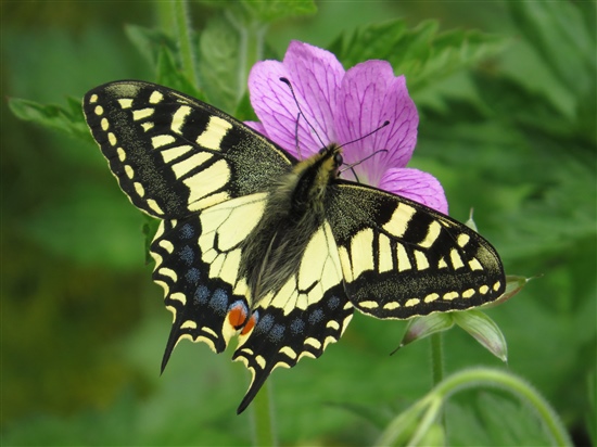 swallowtail on geranium