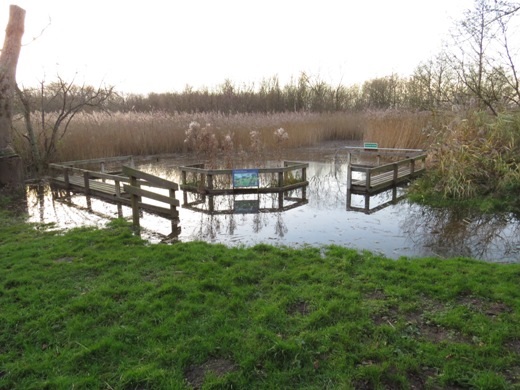 pond dipping pond flooded with salt water