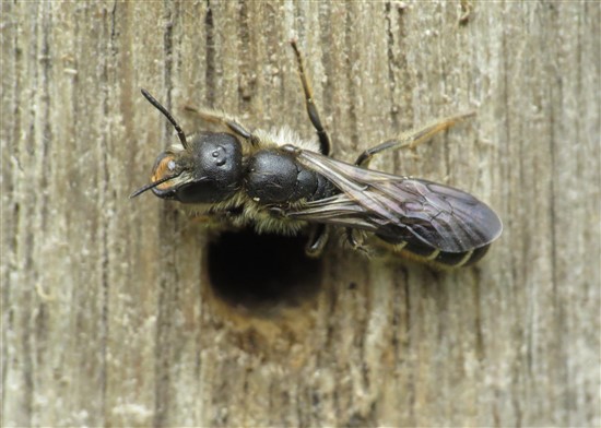 sleepy carpenter bee