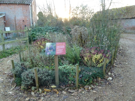  BEFORE - the nectar garden a little overgrown