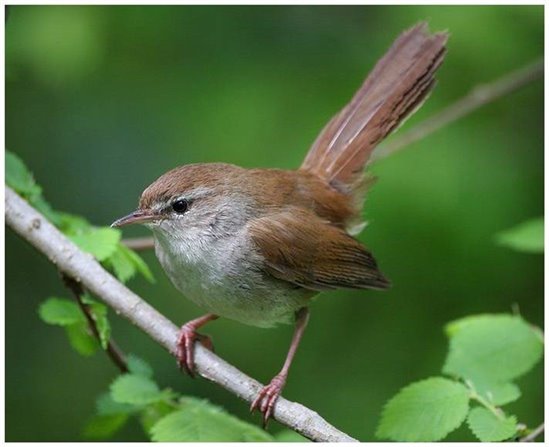 Cetti's warbler