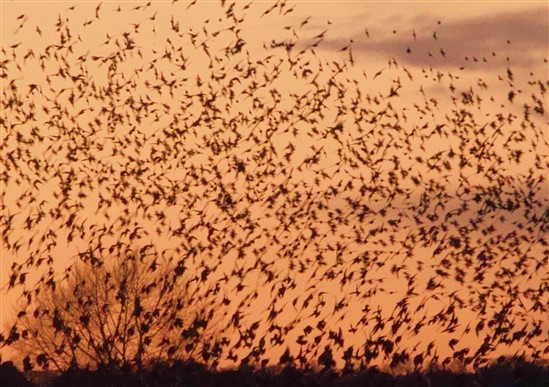 starlings (Photo: RSPB)