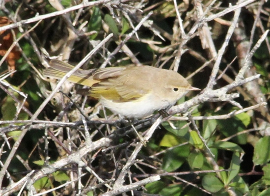  Western Bonelli's warbler (L Morgan)