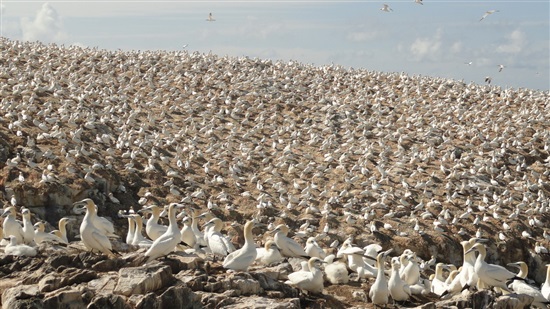 gannets on grassholm (G Morgan)