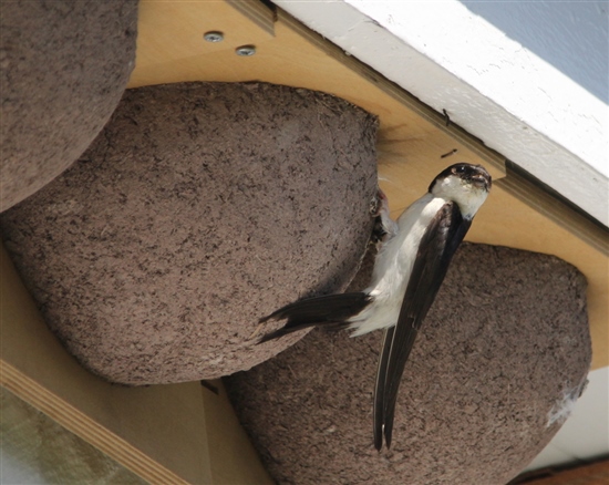 house martin on Ramsey (G Morgan)