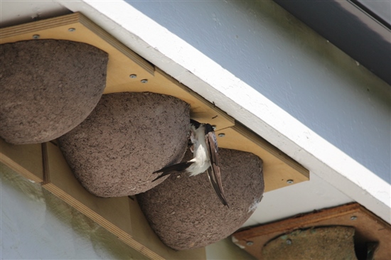 house martin feeding young on Ramsey (G Morgan)