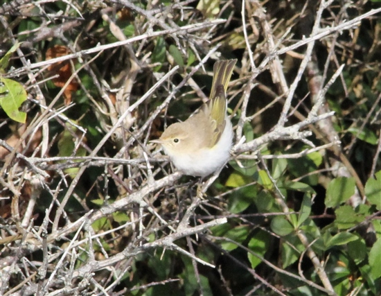 Western Bonelli's warbler on Ramsey (L Morgan)