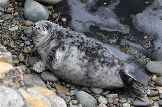 Fully moulted seal pup (G Morgan)