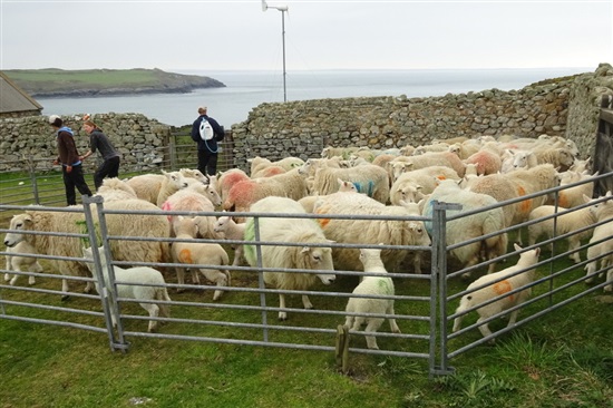  Treating ewes (Lynne Chalwin)