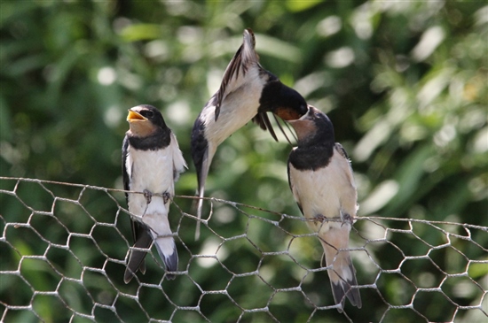 Swallow feed (photo: G Morgan)