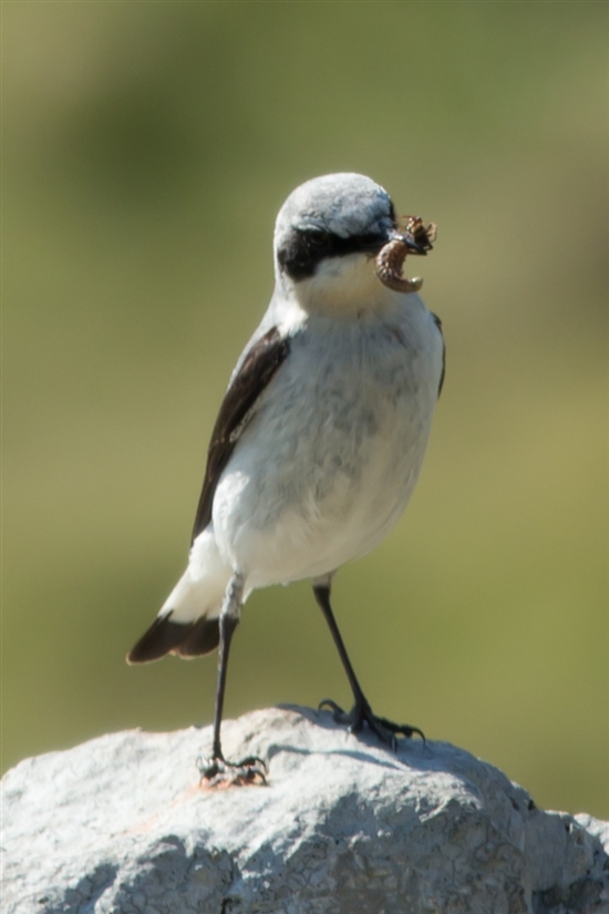 wheatear (Paul Cooper)