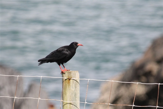  Ramsey Chough (G Morgan)