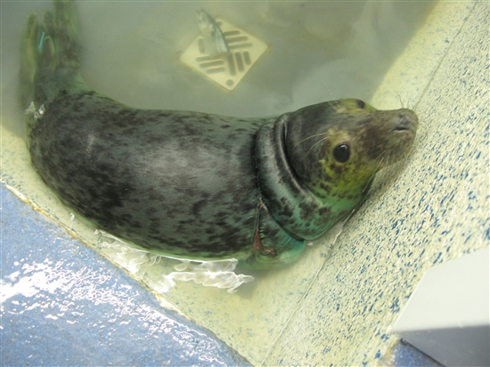 BAGSHOT - Photo courtesy of National Seal Sanctuary