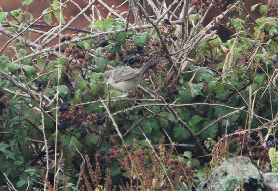  Barred warbler on Ramsey (L Morgan)