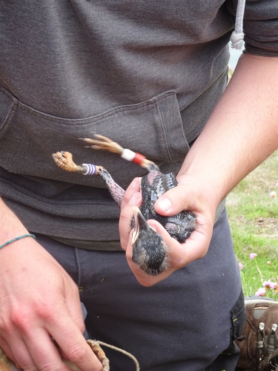 chough chick with colour rings (G Morgan)