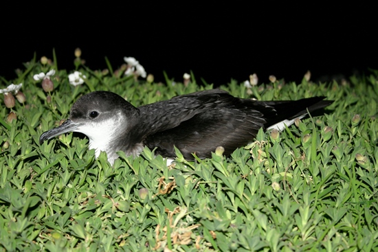 Manx shearwater (D Boyle)