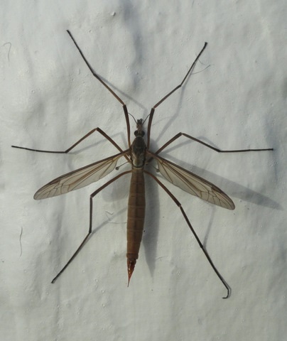 Crane Fly - L Morgan