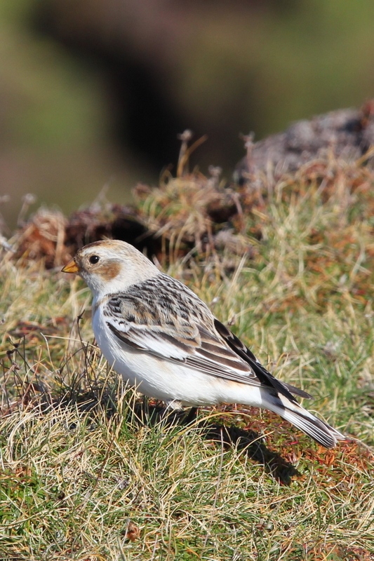 snow bunting on Ramsey (photo: L Morgan)