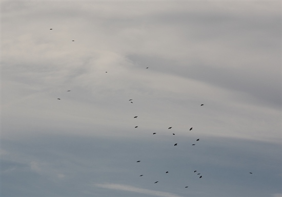  chough flock over Ramsey (G Morgan)