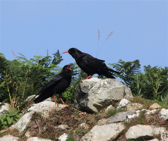  young chough begging (G Morgan)