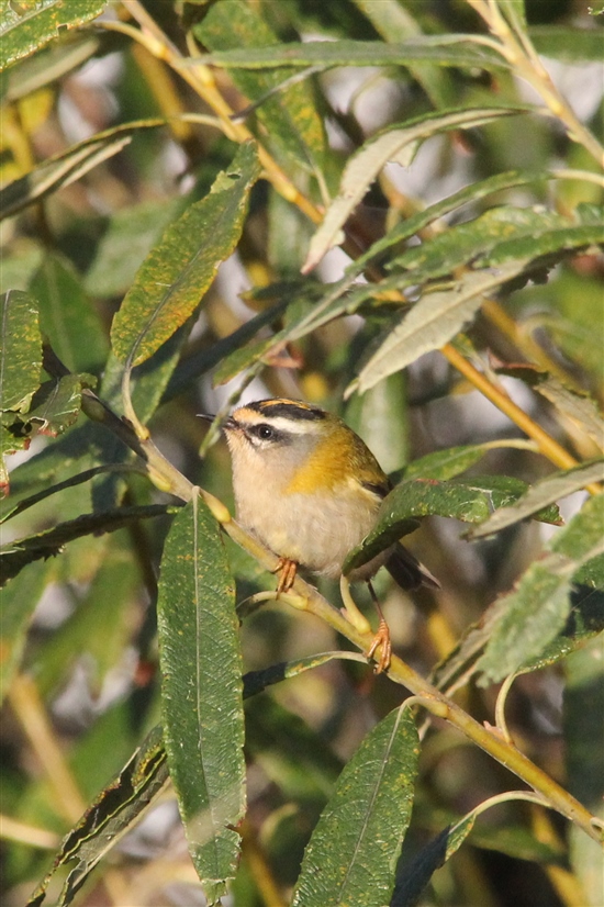  Firecrest on Ramsey (L Morgan)