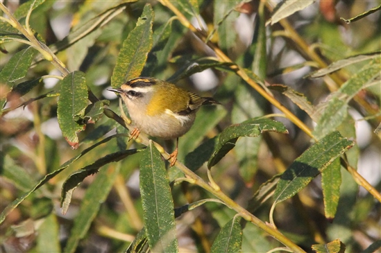  Firecrest on Ramsey (L Morgan)