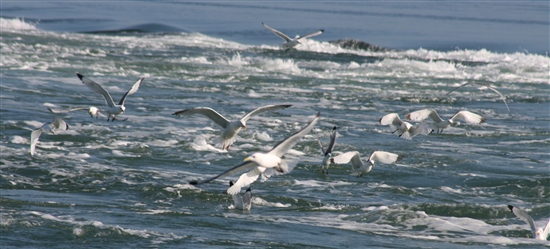 Kittiwakes and Gulls feeding in Ramsey Sound - L Morgan