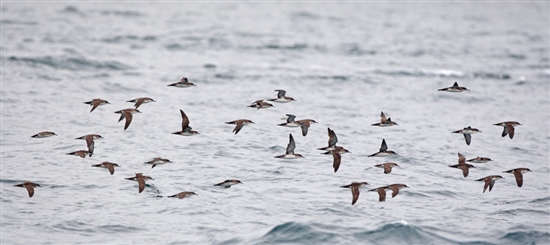 Yelkouan shearwaters (Mehmet Hanay)