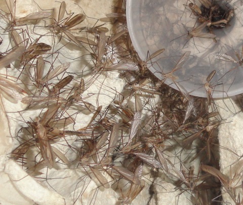 Crane Flies in moth trap - L Morgan