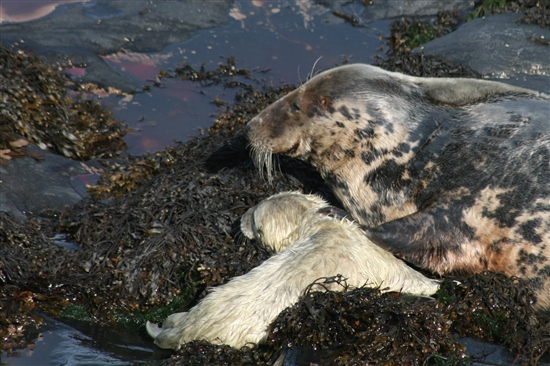 Number 37 with newborn pup in Sept 2012