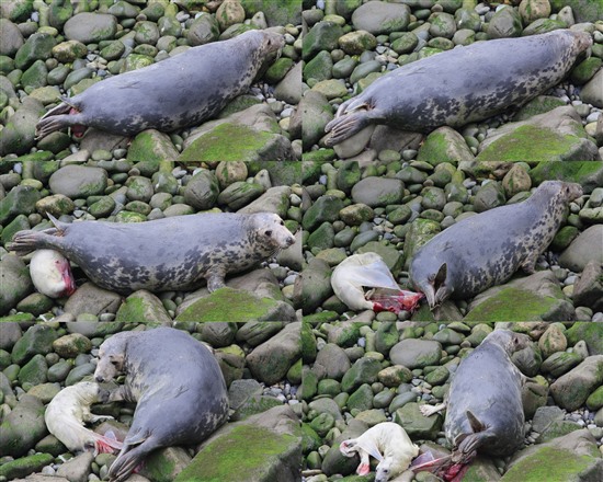 Grey Seal birth sequence - Lisa Morgan