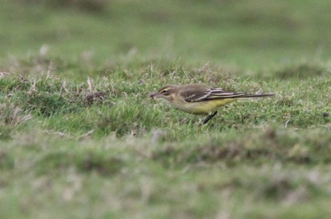 Yellow Wagtail - L Morgan