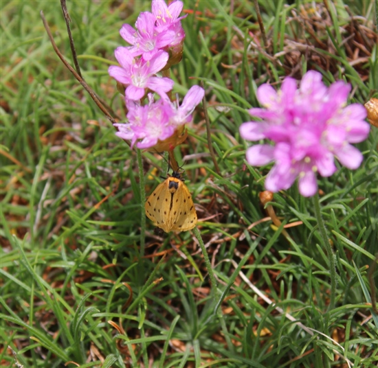  Dew moth on Ramsey (G Morgan)