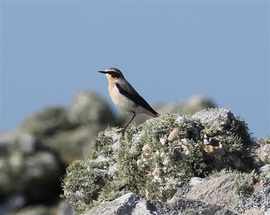  Northern Wheatear on Ramsey (G Morgan)