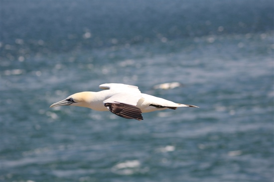 gannet in flight (G Morgan)